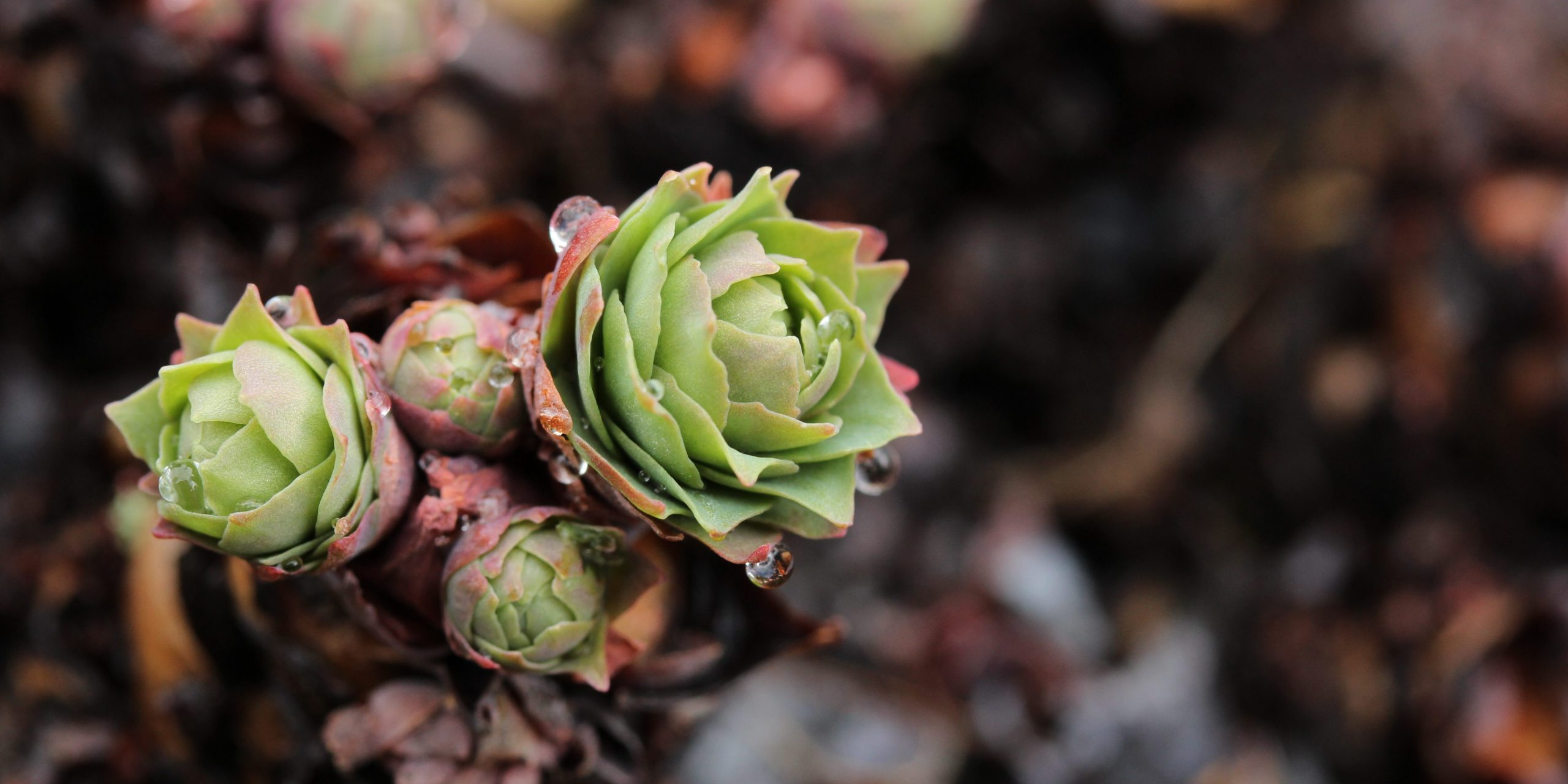 Rhodiola Rosea, a cocktail of active ingredients to be used with precaution