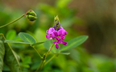 Desmodium: Liver detox and unknown virtues